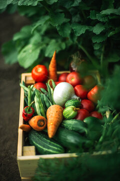 box of fresh organic vegetables  at organic farm