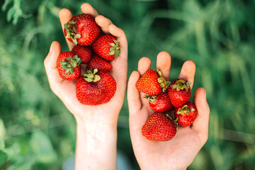Close up shot of a person hands picking strawberries