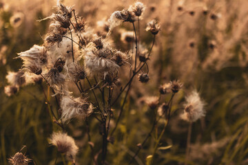 Field grasses at sunset in summer