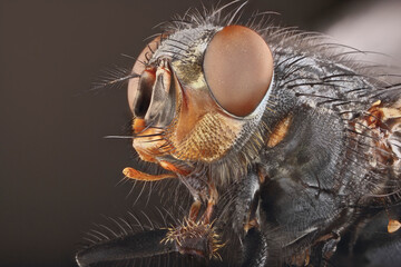 Portrait of a fly super close-up. Incredibly detailed stack photo of an insect on a uniform...