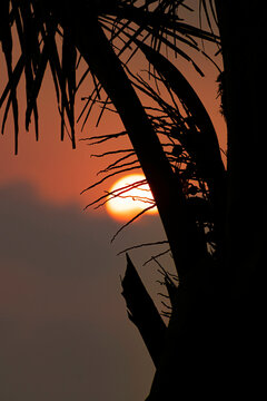 sunset by the tree