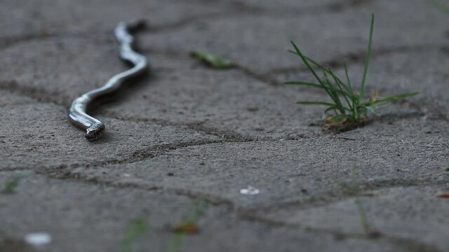 a slow worm outdoors video in 4k