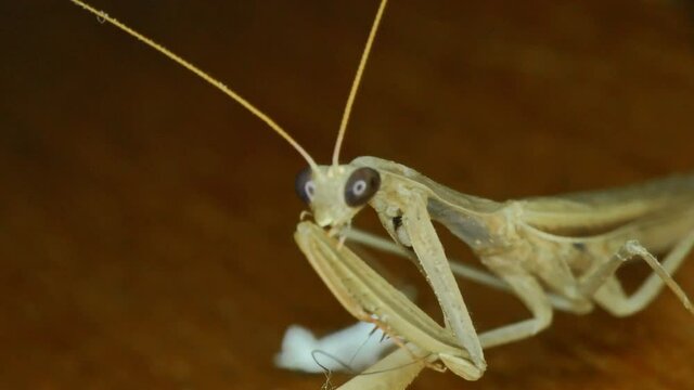 Closeup of a praying mantis 4k