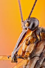 Super macro portrait of a scorpion fly. Incredible details of a macro photo of an insect on a...
