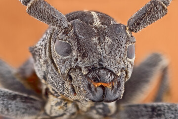 Super macro portrait of longhorn beetle in full face. Light beige background. Macro of a barbel beetle.
Macrophotography of the beetle in very high detail and clarity.
