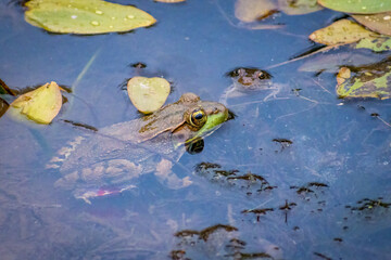 GREEN FROG IN POND