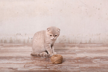 Scottish fold pussy cat on beige background. Cute little kitty.