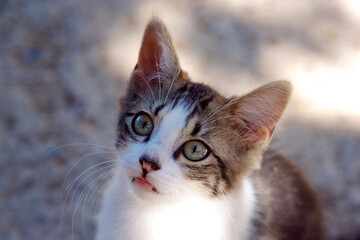 Obraz premium gatito con mirada curiosa