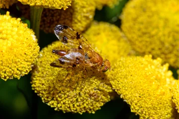 Fototapeten Bohrfliege // Fruit fly (Xyphosia miliaria) © bennytrapp