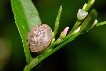 Girdled snail // Kantige Laubschnecke (Hygromia cinctella)