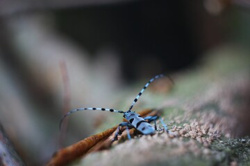 dragonfly on a branch