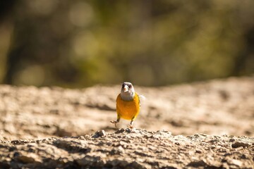 Yellow bird caught jumping