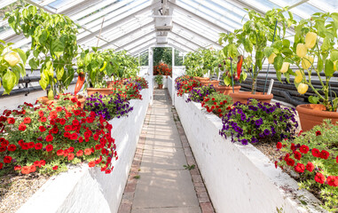 Obraz premium Flowers In Full Bloom In The Victorian Greenhouses At West Dean Gardens
