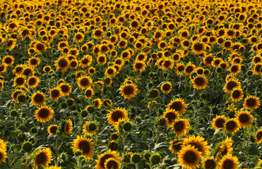 Beautiful view of field with yellow sunflowers