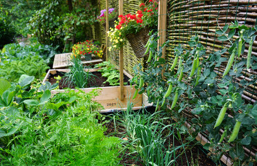 Fresh Organic vegetable garden with wooden raised beds. urban vertical garden. grow your own...