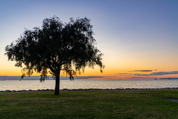 Naklejka premium sunset over the ocean with a silhouette of a tree on a meadow in the foreground