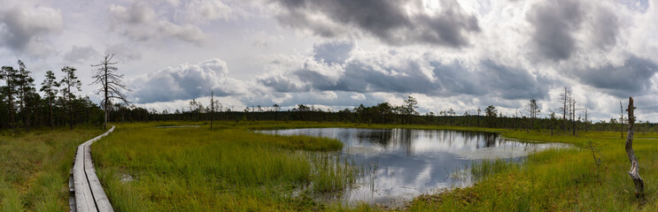 panorama view of a peat bog landscape and marsh with a wooden boardwalk nature trail