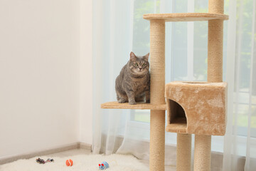 Cute pet on cat tree at home, space for text