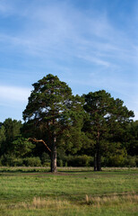 Lonely pine trees among the green field