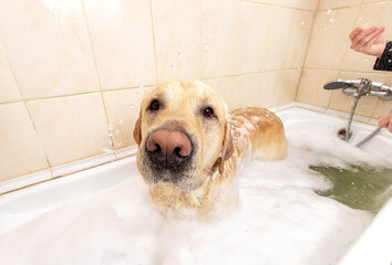 A dog taking a shower with soap and water