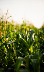 Young field with corn at sunset