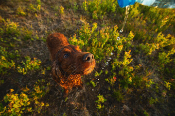 Irish Setter standing on green grass
