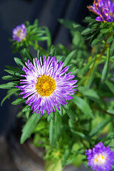 Fototapeta premium An ornamental plant called aster, often grown in flower beds and squares in the town of Choroszcz in Podlasie, Poland.