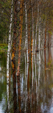 white birch trees and brown pine trees in a black swampy peat bog © makasana photo