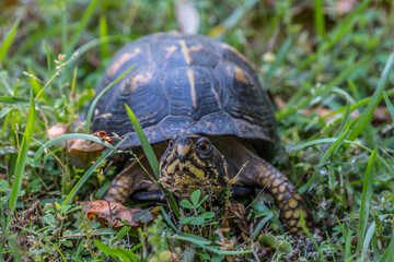 Eastern box turtle closeup