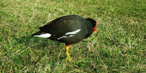red winged blackbird