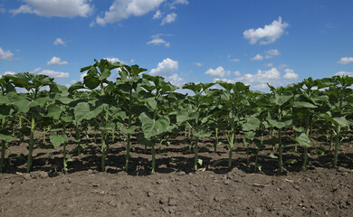 Fototapeta na wymiar Young green sunflower plants field in early spring with blue sky and white clouds