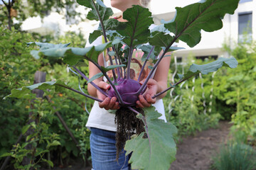 Junge Frau hält frisch geernten violetten Kohlrabi in ihren Händen.
