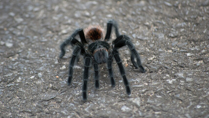 Mexican red rump tarantula found on the road through the Atlantic Forest in São Paulo, Brazil.