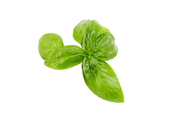 Basil herb leaves isolated on white