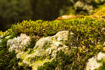 Musgo-micropaisaje
