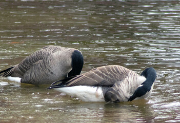 Canada geese Preening on the Lake