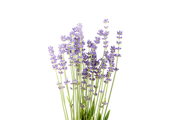 Naklejka premium Lavender flowers stems with green leaves isolated on white background