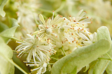 Linden flowers as a background