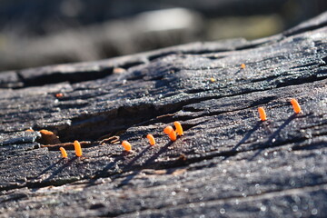 mushrooms
