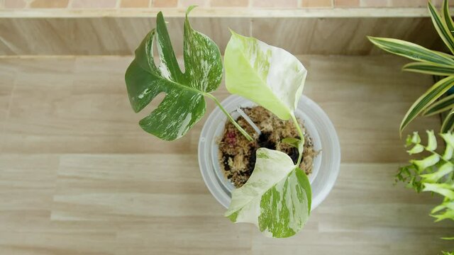Monstera albo