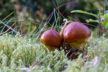 boletus edulis mushroom