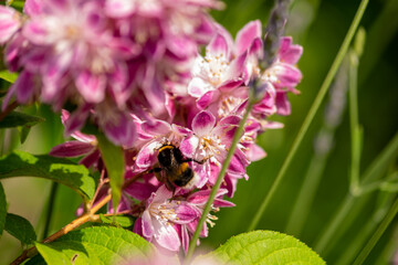 Close up of bumble bee on Deutzia Tourbillon Rouge flowers in sunny summer day. Bee polinator on pink flowers.