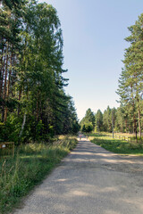 Two cyclists, a woman and a girl, ride bicycles on a forest road with their backs to the camera