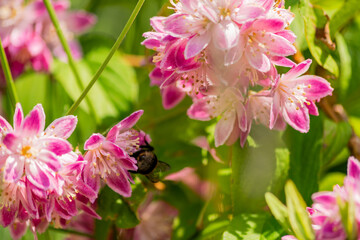 Obraz premium Close up of bumble bee on Deutzia Tourbillon Rouge flowers in sunny summer day. Bee polinator on pink flowers.