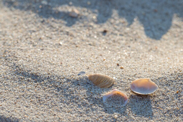 Fototapeta na wymiar Seashells on the sand of the beach