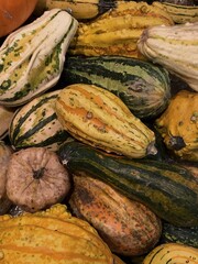 Lots of colorful yellow, white, orange, green autumn fall pumpkins pattern