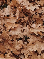 Neutral autumn fall maple leaves background. Seasonal outdoor autumn fall leaves texture