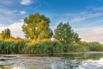 Overgrown pond in the middle of green trees at sunset. Rural landscape