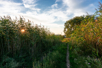 Obraz na płótnie Canvas trail among reed bushes at sunset, rural landscape