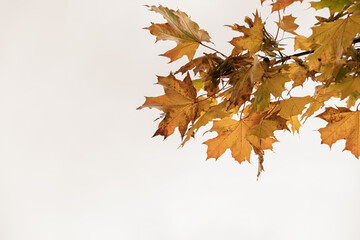 Colourful gold yellow autumn fall leaves on tree branches. Outdoor autumn fall leaves background